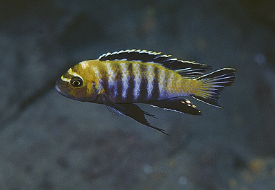 Cynotilapia sp. 'lion' Magunga